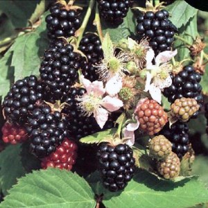 Blackberry Black Satin Thornless